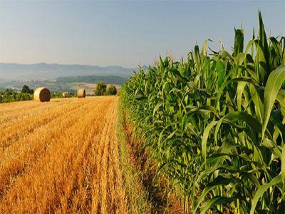 crestere-spectaculoasa-a-profiturilor-obtinute-in-agricultura