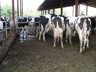 masuri-pentru-protejarea-animalelor-in-conditii-de-ger