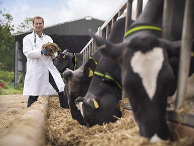 organizatia-mondiala-a-sanatatii-recomanda-stoparea-utilizarii-antibioticelor-la-animalele-sanatoase