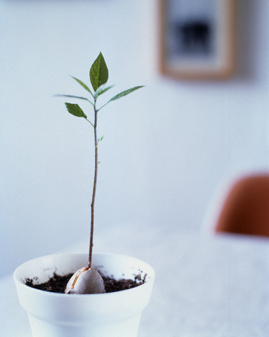 un-avocado-nu-este-greu-de-crescut-in-apartament-sfaturi-de-ingrijire-avocado