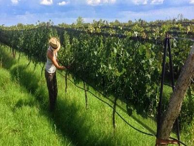 schimbari-necesare-pentru-trecerea-la-o-agricultura-suta-la-suta-bio