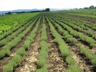 ce-schimbari-majore-sunt-necesare-pentru-a-trece-la-o-agricultura-100-bio