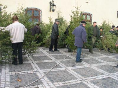 sfaturi-utile-pentru-alegerea-si-pastrarea-bradului-de-craciun