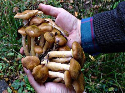 afacere-de-sezon-profitabila-cu-ciuperci-de-padure