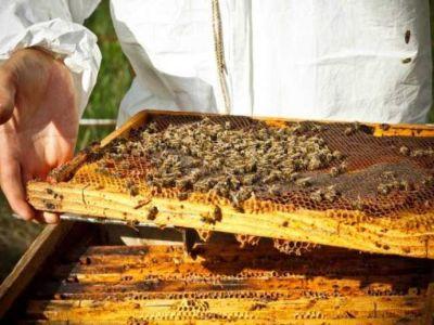 care-sunt-cei-mai-mari-dusmani-naturali-ai-stupilor-de-albine-si-cum-pot-fi-combatuti