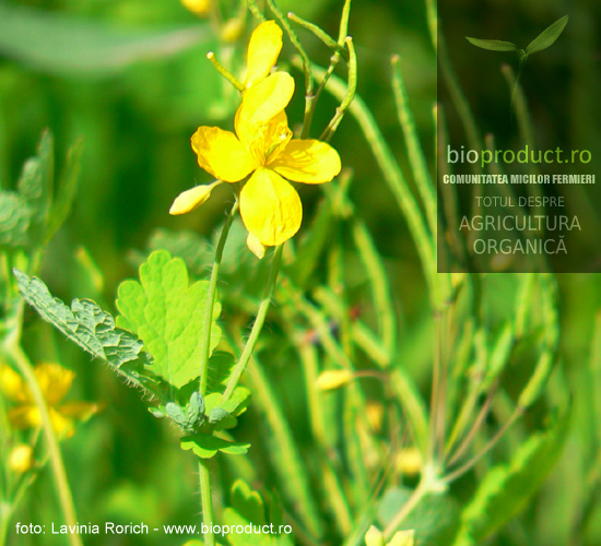 plante-medicinale-usor-de-cultivat-rostopasca-iti-curata-ficatul
