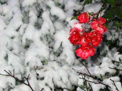 care-sunt-florile-de-gradina-care-rezista-cel-mai-bine-pe-timpul-iernii
