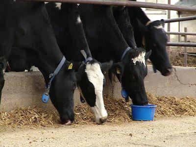 de-ce-este-contraindicat-excesul-de-proteine-in-hrana-animalelor