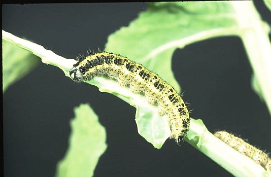 in-atentia-producatorilor-de-varza-tratamente-impotriva-fluturelui-alb-al-verzei-compatibile-cu-agricultura-ecologica