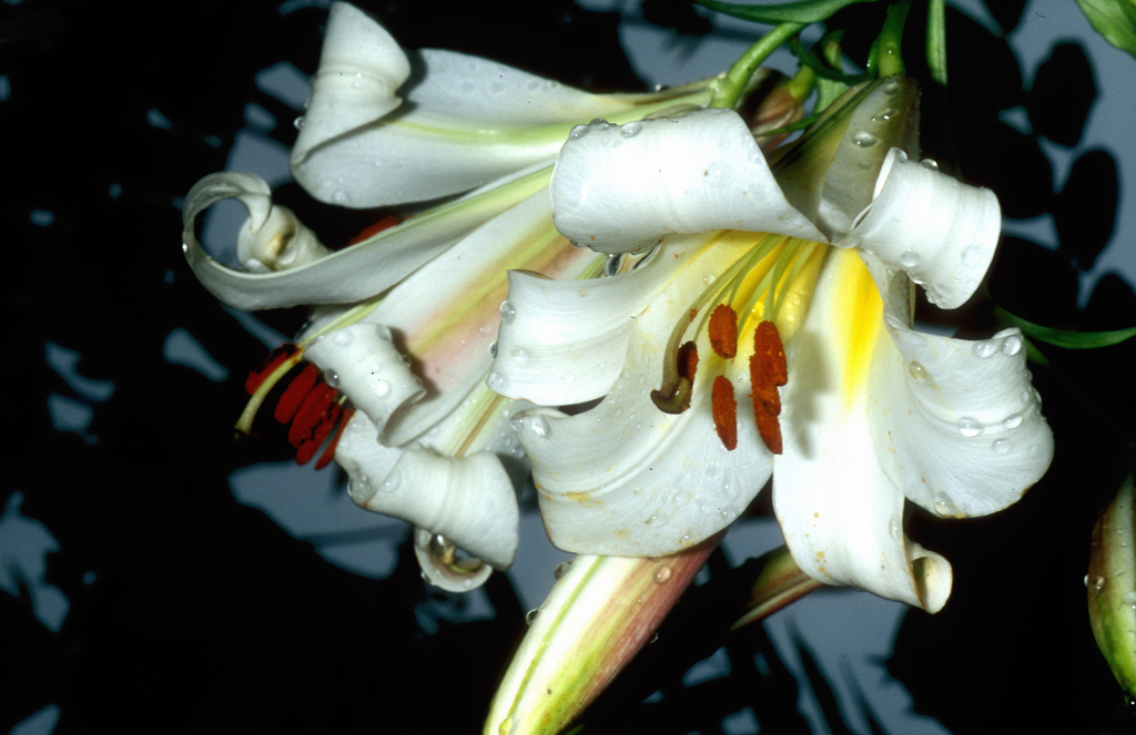 pentru-o-gradina-cu-iz-regal-crinul-de-gradina_lilium-candidum-lilium-regale-lilium-croceum