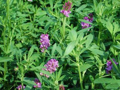 lucerna-si-beneficiile-sale-trapeutice