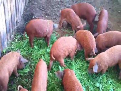 madr-demareaza-programul-de-sprijin-pentru-crescatorii-de-porci-din-rasele-bazna-si-mangalita