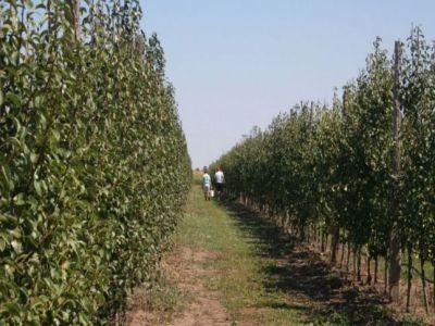 ce-trebuie-sa-stie-un-fermier-care-infiinteaza-o-livada-de-nuci-frantuzesti