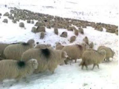 recomandari-de-la-ansvsa-pentru-protejarea-animalelor-in-conditii-de-temepraturi-scazute