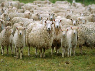 romania-in-topul-tarilor-europene-cu-cele-mai-mari-efective-de-ovine