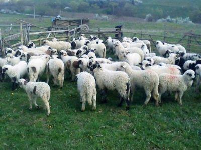 romania-in-topul-tarilor-europene-cu-cele-mai-mari-efective-de-ovine