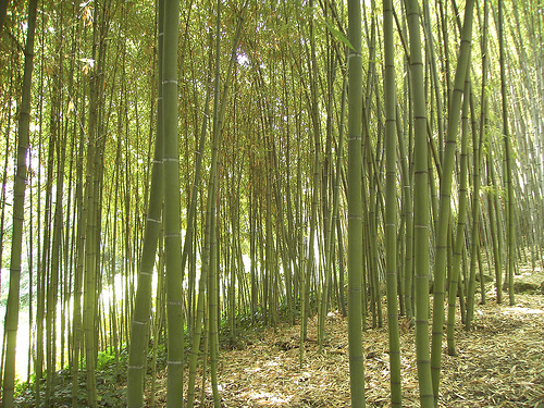 bambus.de