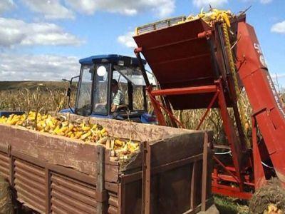 romania-pe-primul-loc-in-ue-la-productia-de-porumb-si-floarea-soarelui