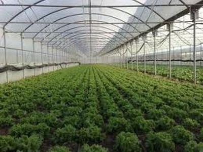 cum-se-creaza-conditiile-optime-de-mediu-pentru-productia-din-sere