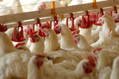 numarul-animalelor-sacrificate-in-primele-patru-luni-ale-anului-date-statistice