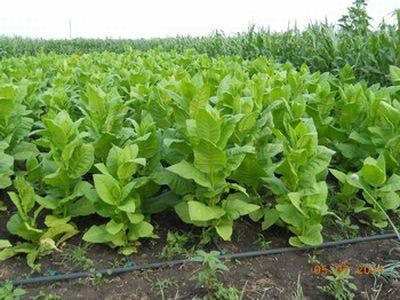 cultivarea-tutunului-incepe-sa-redevina-din-ce-in-ce-mai-profitabila