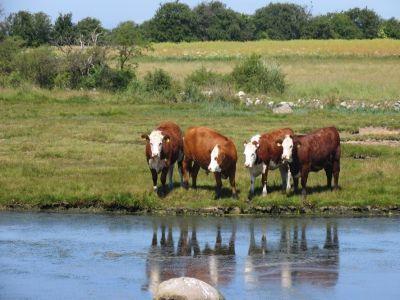 ansvsa-masuri-obligatorii-pentru-protectia-animalelor-in-perioada-de-canicula