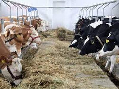 organizatia-mondiala-a-sanatatii-recomanda-stoparea-utilizarii-antibioticelor-la-animalele-sanatoase