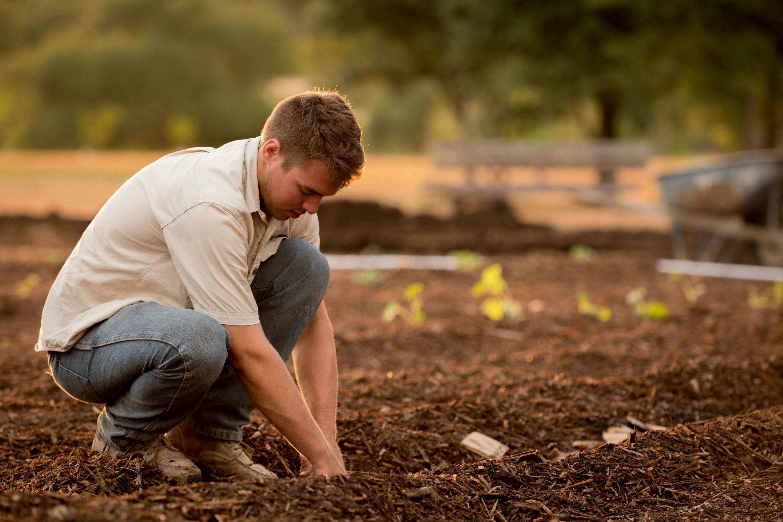 compost