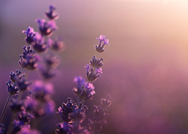 lavanda lavanda
