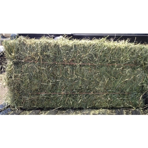 DE VANZARE BALOTI LUCERNA