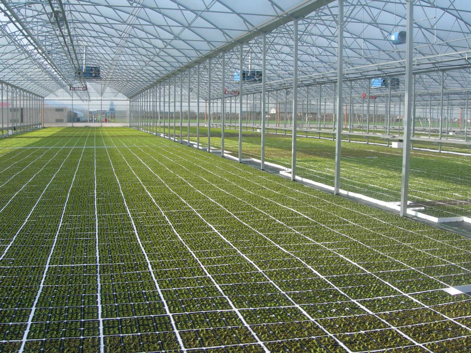 SISTEME DE IRIGARE PRIN PICATURA PENTRU SERE