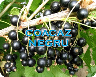 Soiuri de coacaz negru