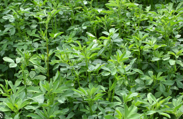 LUCERNĂ