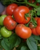 Seminte de tomate - Rosaliya F1