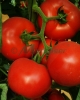 Vindem seminte de tomate - Tolin F1