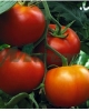 Vindem seminte de tomate - Gravitet F1