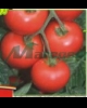 Vindem seminte de tomate - Alvaro F1