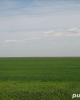 Dau in arenda-concesiunez teren agricol bio in tulcea 1000 ha