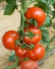Vindem seminte de tomate - Shirley F1