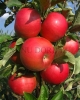 Pomi fructiferi de vanzare