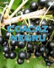 Soiuri de coacaz negru