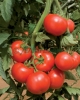 Vindem seminte de tomate - Amanda F1!