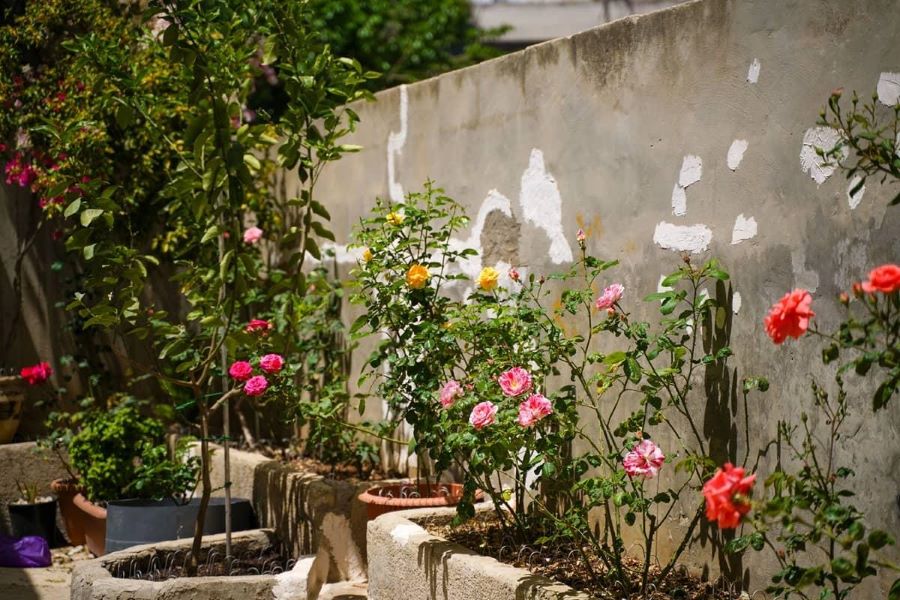 Cum combati eficient acarienii care ataca plantele din ghiveci: strategii testate de gradinari