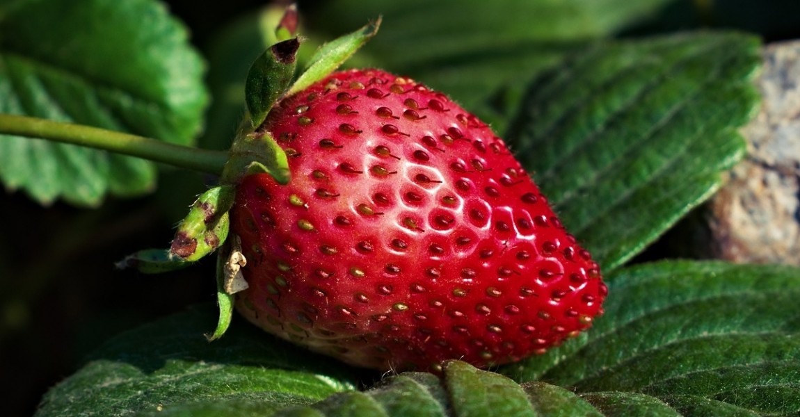 Cultura capsunului. Metode de cultivare a capsunilor