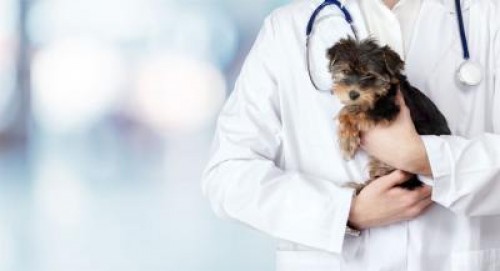 Guvern: 10.000 de lei/luna pentru medicii veterinari
