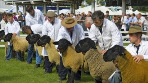 APIA plateste ajutorul de stat pentru ameliorarea raselor de animale