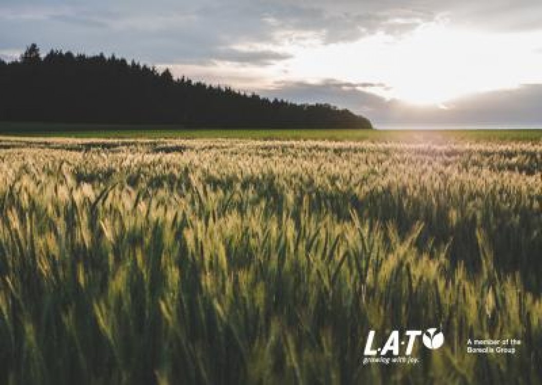 Planificarea corecta a fertilizarii culturii de grau