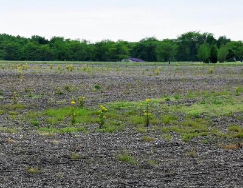 INS revine cu vesti pozitive: Valoarea productiei ramurii agricole a crescut!