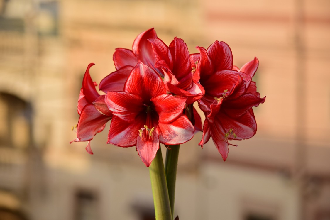 Crinul de camera (Amaryllis): Cum se planteaza si cum se ingrijeste corect