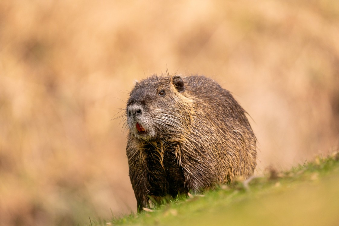 Nutria: Tot ce trebuie sa stii despre acest animal fascinant